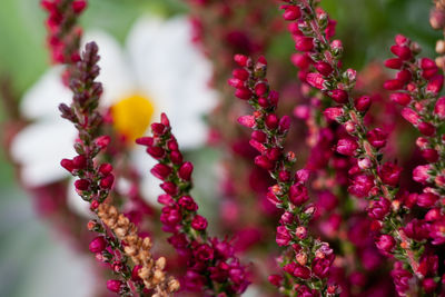 Close-up of pink flower