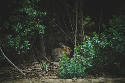 Rabbit against plants