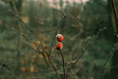 Close-up of cherry growing on plant