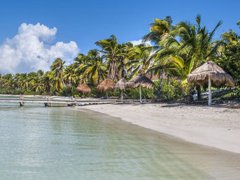 Palm trees on beach against sky