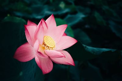 Close-up of pink flower blooming outdoors