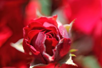 Close-up of red rose