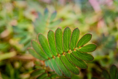 High angle view of plant