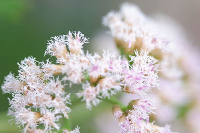 Close-up of pink cherry blossoms