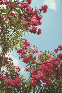 Low angle view of pink flowers