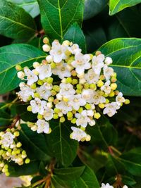 Close-up of white flowers blooming outdoors