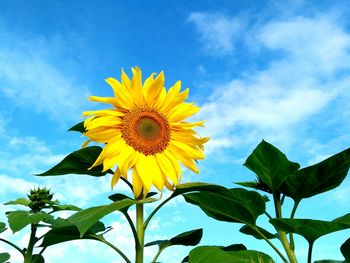 Low angle view of sunflower against sky