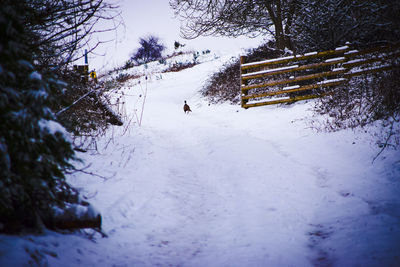 Snow covered road amidst trees on field