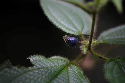 Close-up of green plant