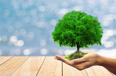 Cropped image of person holding plant on table