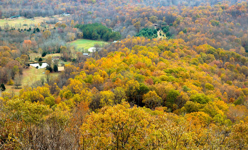 High angle view of trees in forest during autumn