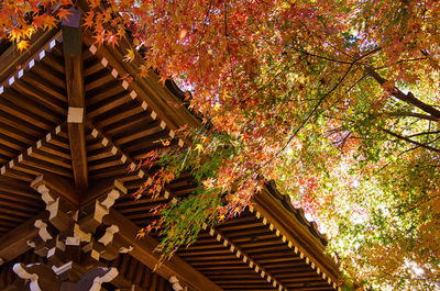 Low angle view of cherry tree by building during autumn