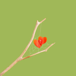 Close-up of red berries against white background