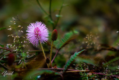 Close-up of pink flowering plant on field