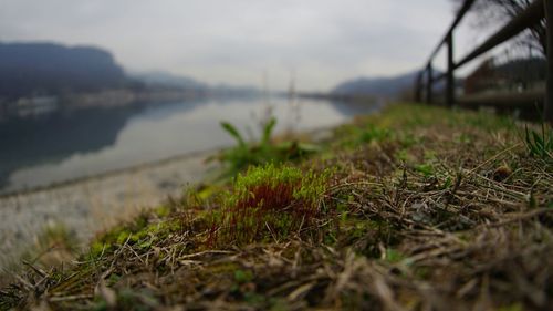 Close-up of grass by water against sky