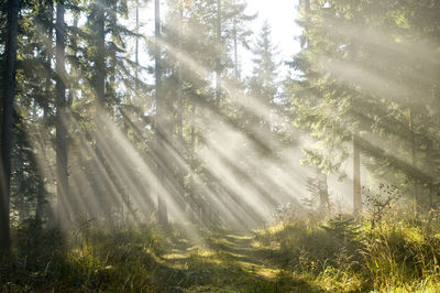 Trees in forest