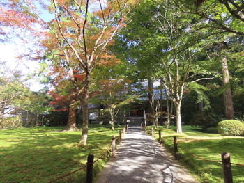 Footpath amidst trees in park