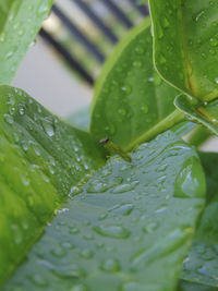 Close-up of raindrops on leaf