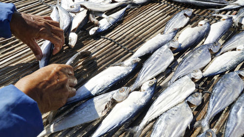 High angle view of fish for sale at market