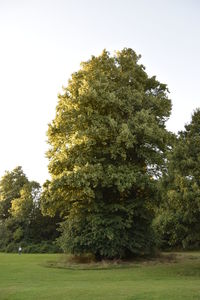 Trees in park