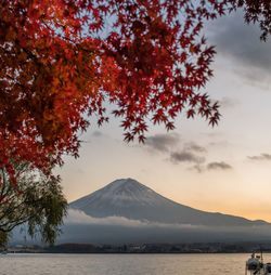Scenic view of tree by mountains against sky