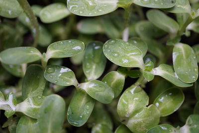 Close-up of raindrops on leaves