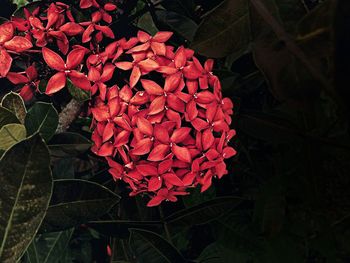 Close-up of red flowers blooming outdoors