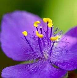 Close-up of purple flowering plant