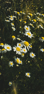 Close-up of yellow daisy flowers on field