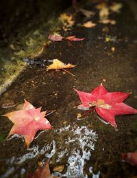 High angle view of maple leaves floating on water