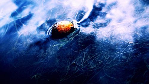 Digital composite image of fruit in water