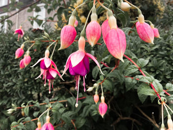 Close-up of pink flowering plants