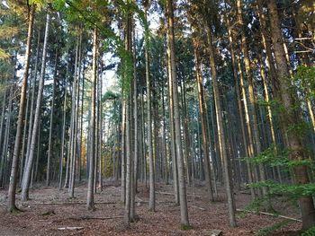 Low angle view of bamboo trees in forest