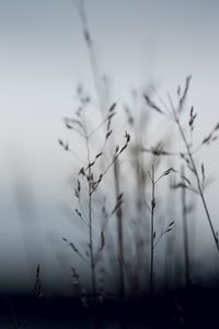 Close-up of plants against sky