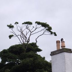 Low angle view of tree against sky
