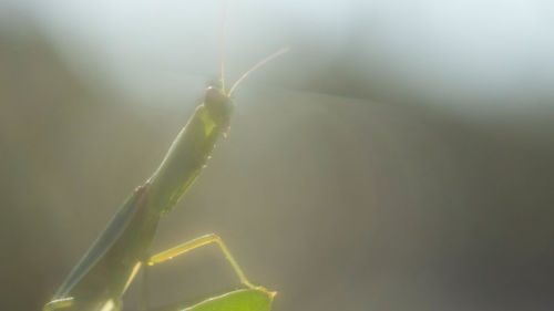 Close-up of insect on plant