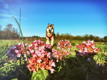 Close-up of dog in field