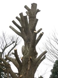 Low angle view of tree trunk