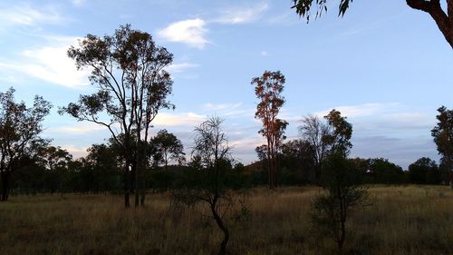 Trees on field against sky