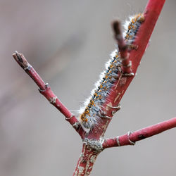 Close-up of insect on spider web