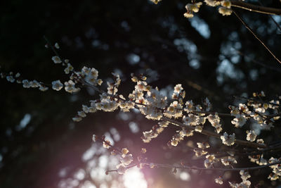 Close-up of cherry blossom during winter