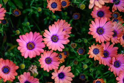 High angle view of pink flowers