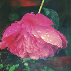 Close-up of pink rose