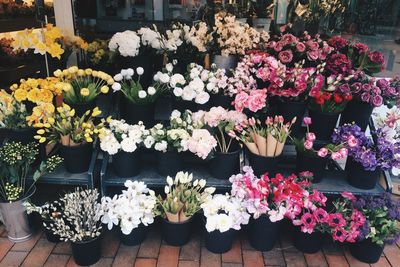 Variation of flowers on display at store