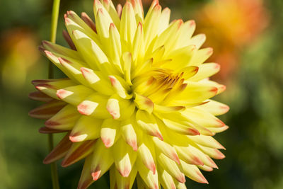 Close-up of yellow flower