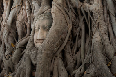 Buddha sculpture on tree