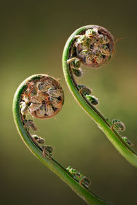 Close-up of two green fiddleheads