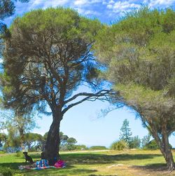 Trees on grassy field