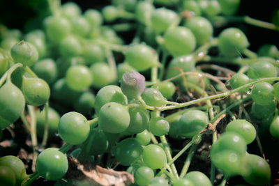 Close-up of fruit growing on tree