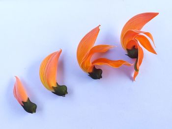 High angle view of orange fruit against white background